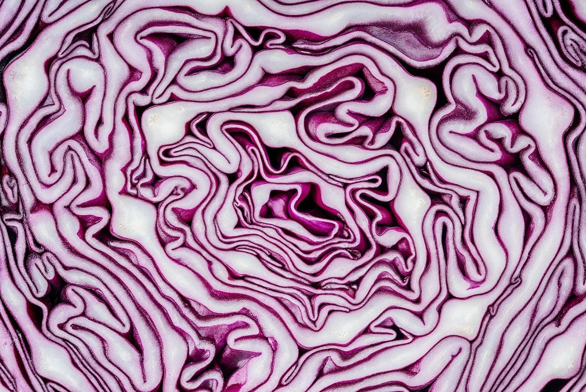 Purple cabbage close up.