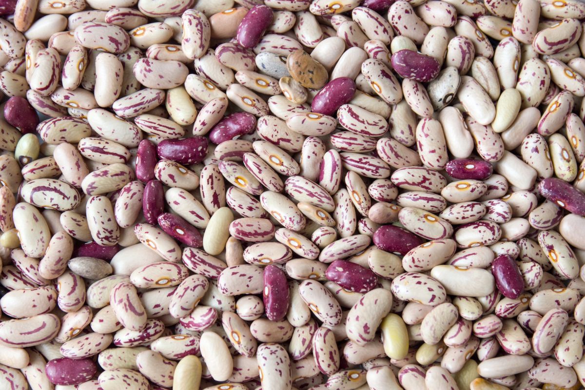 Many roman beans.