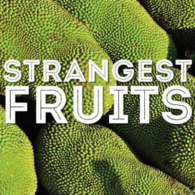 Collage that says "strange fruits".