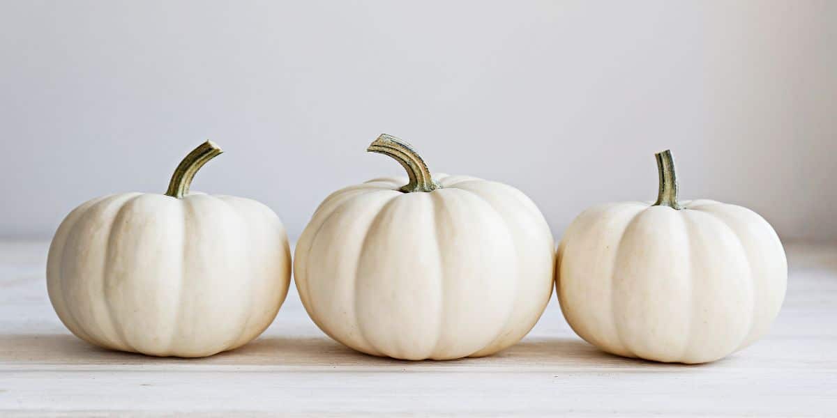 Three baby boo pumpkin on a white background.