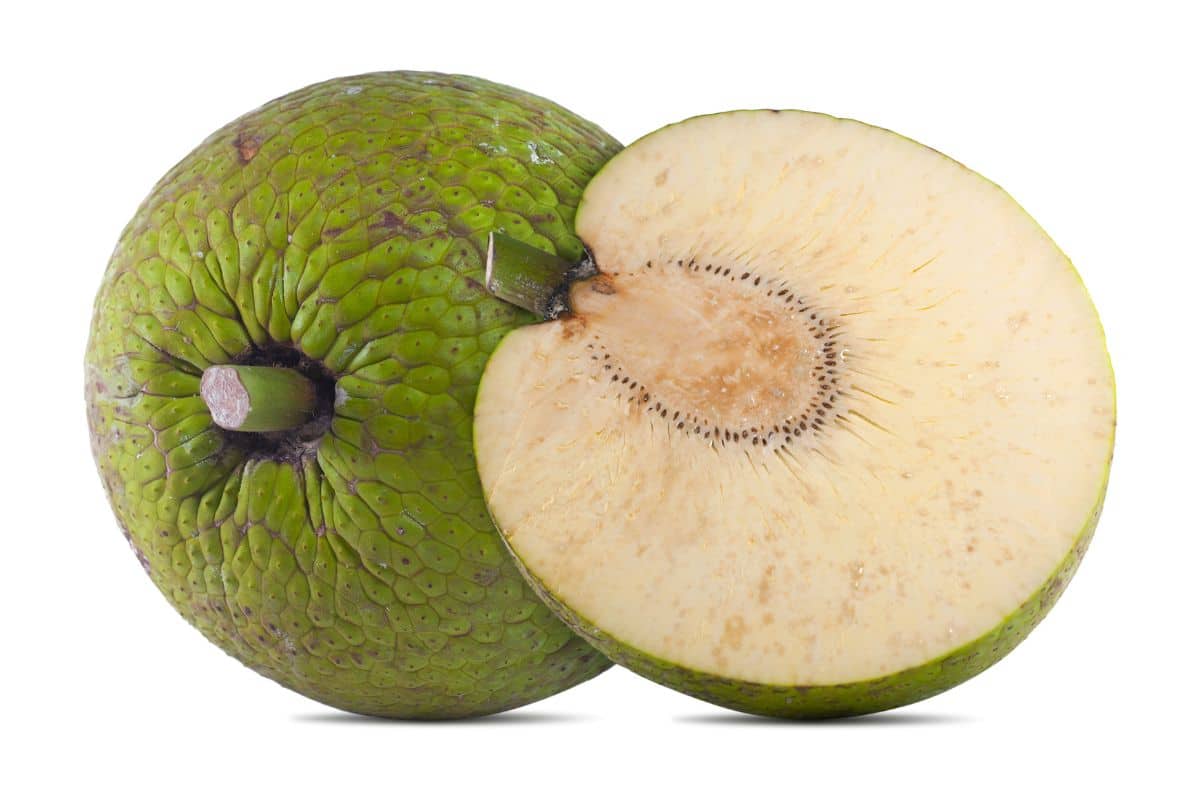 Breadfruit on a white background.