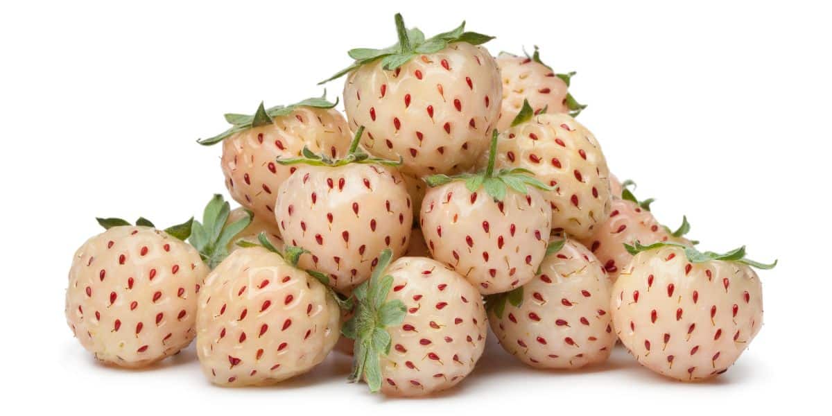 A stack of pineberries on a white background.