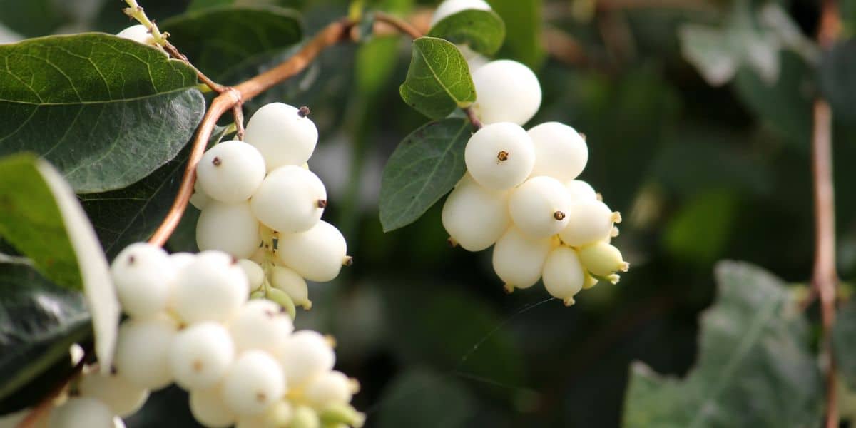 Snowberry on a tree.