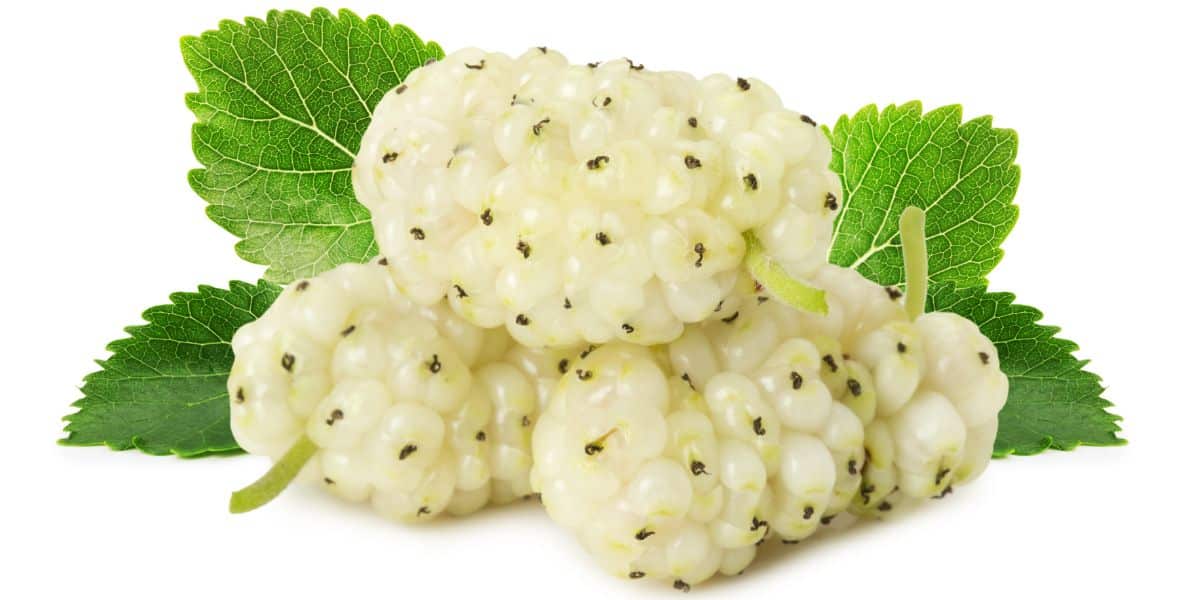 White mulberries on a white background.