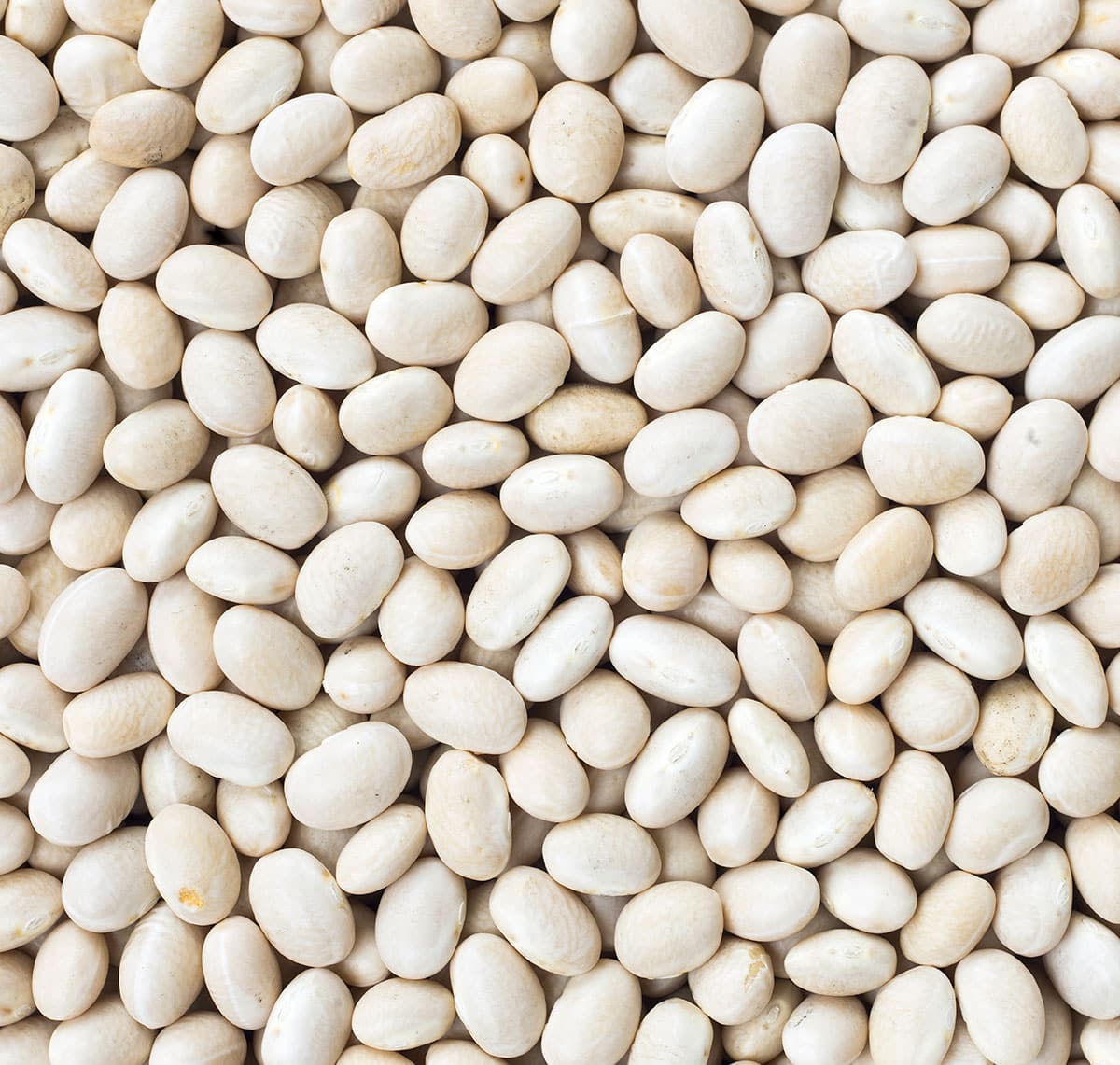 Many navy beans.