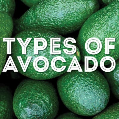 Collage that says "types of avocado".