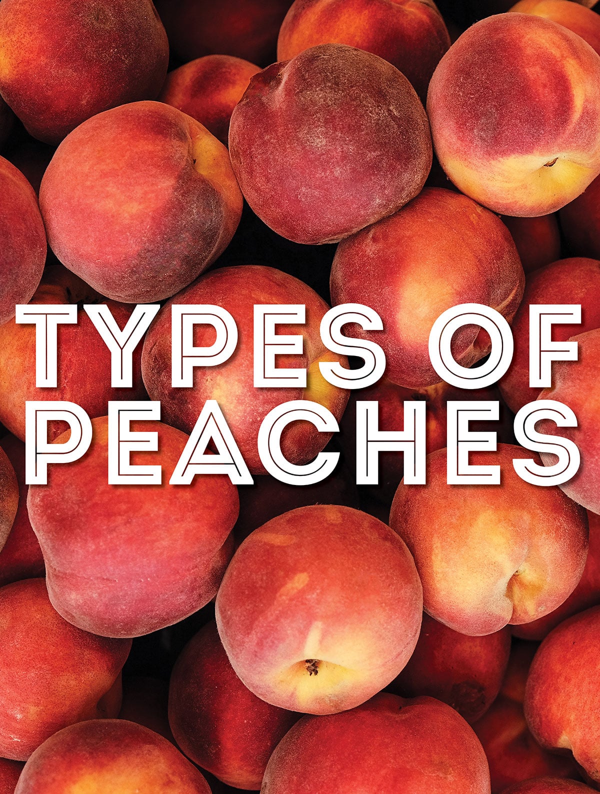 Collage that says "types of peaches".