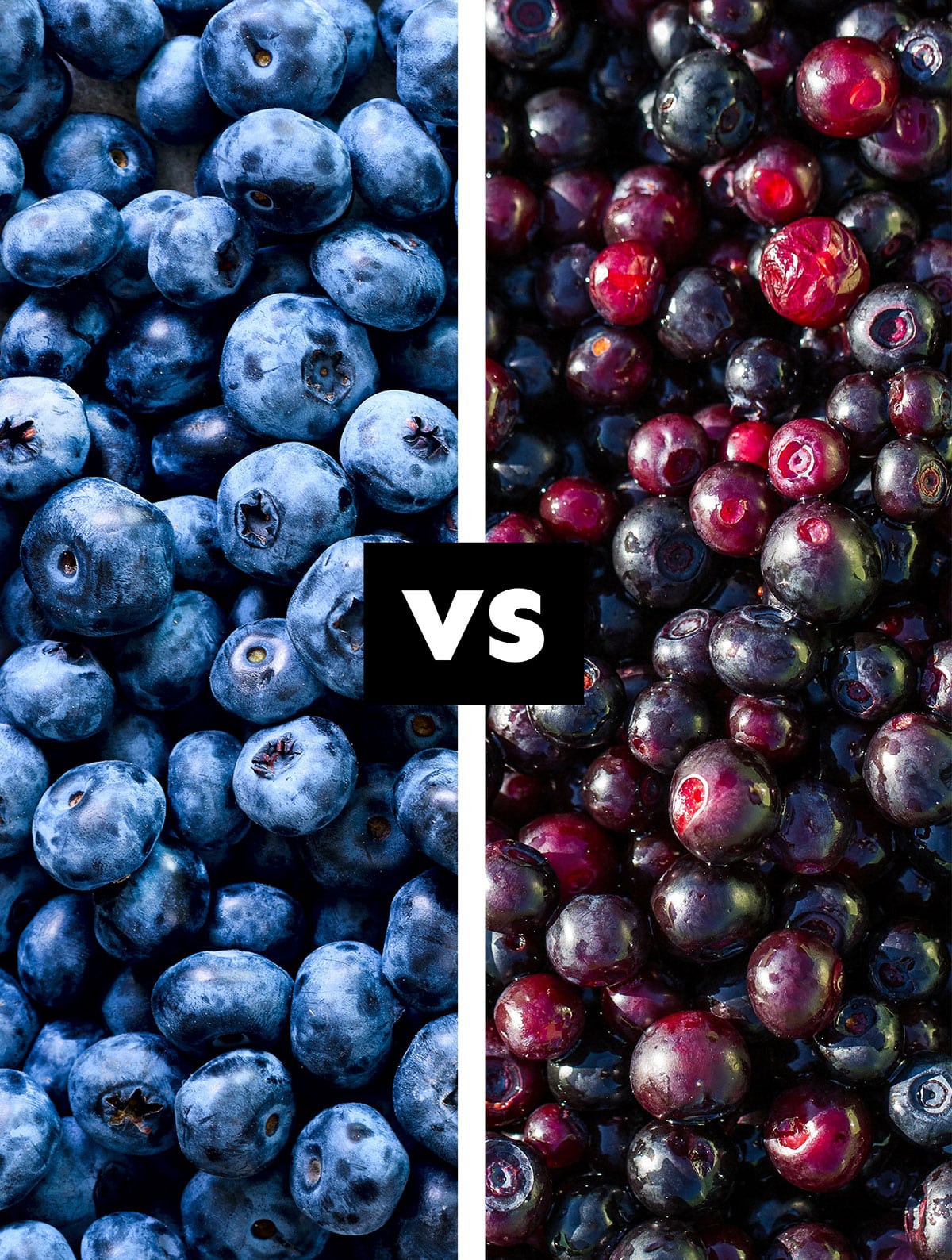 Collage of blueberry vs huckelberry.
