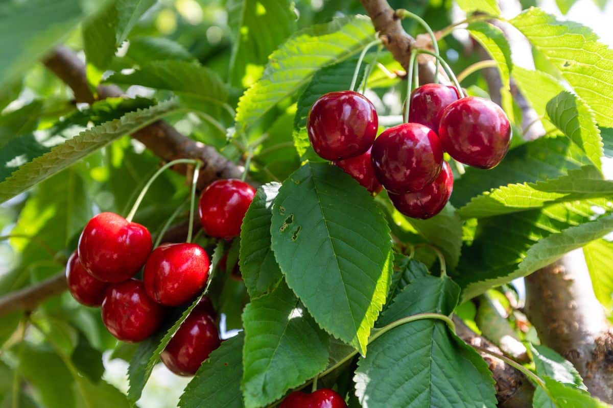 Lapins cherries on a tree.