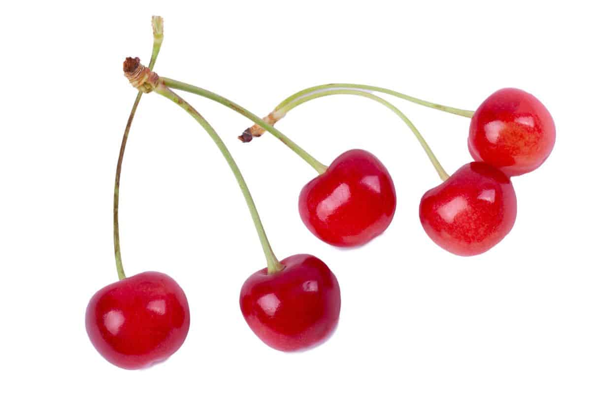 Montmorency cherries on a white background.