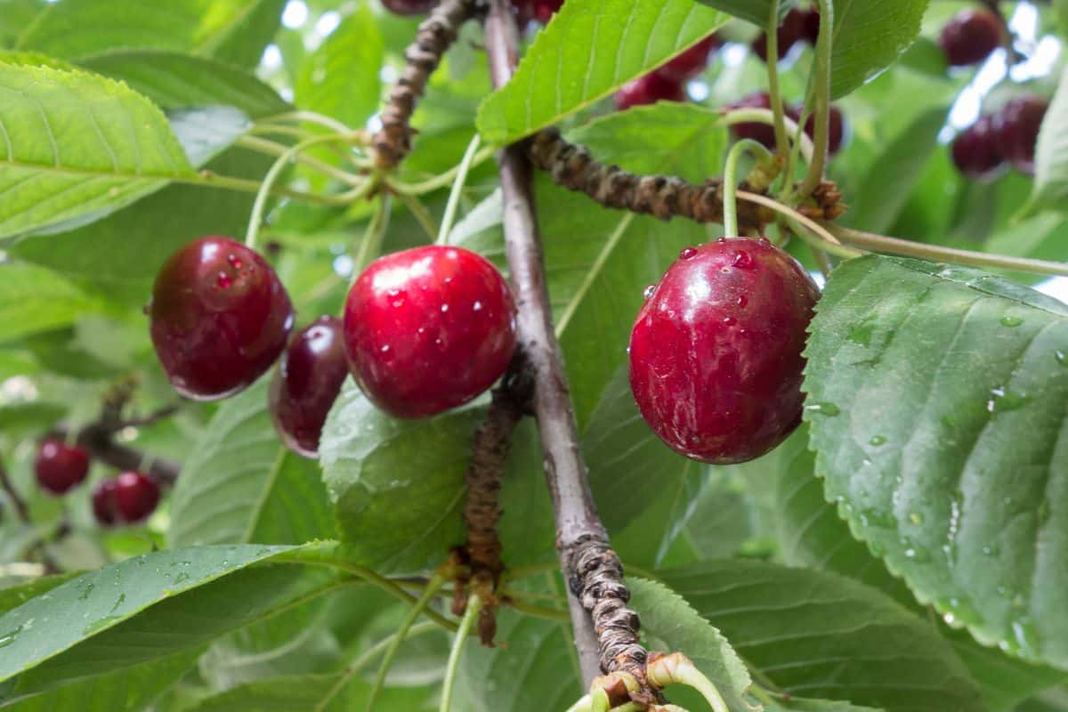 Turkish sweet cherries on a tree.