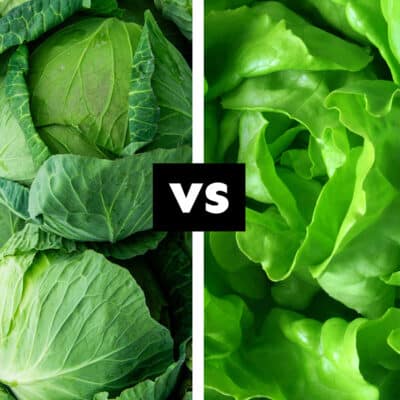 Collage with cabbage versus lettuce.