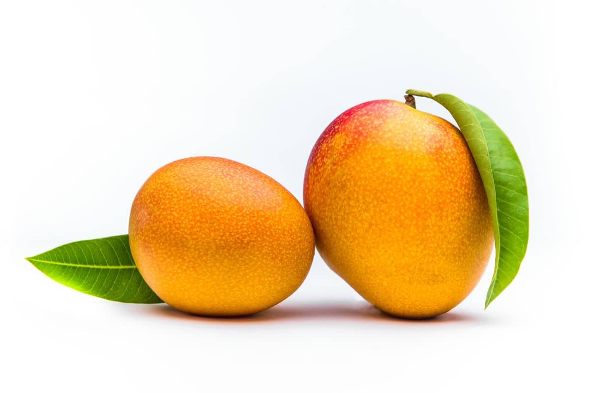 Edward mangoes on a white background.