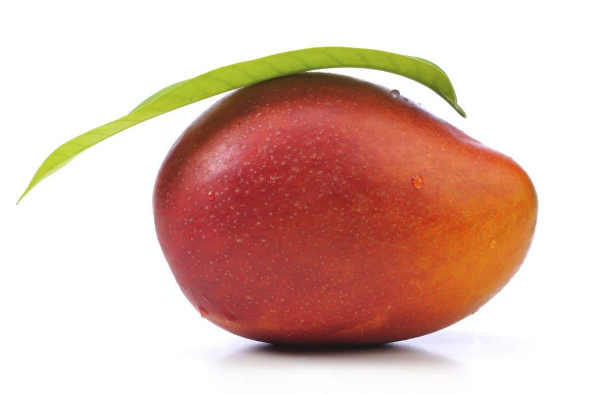 Irwin mango on a white background.