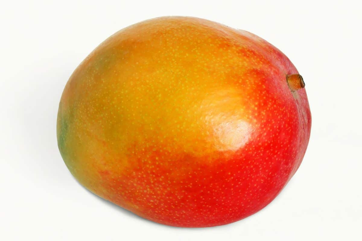 A kent mango on a white background.
