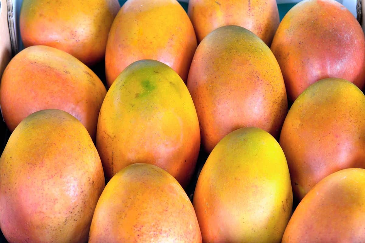 Many Valencia pride mangoes.