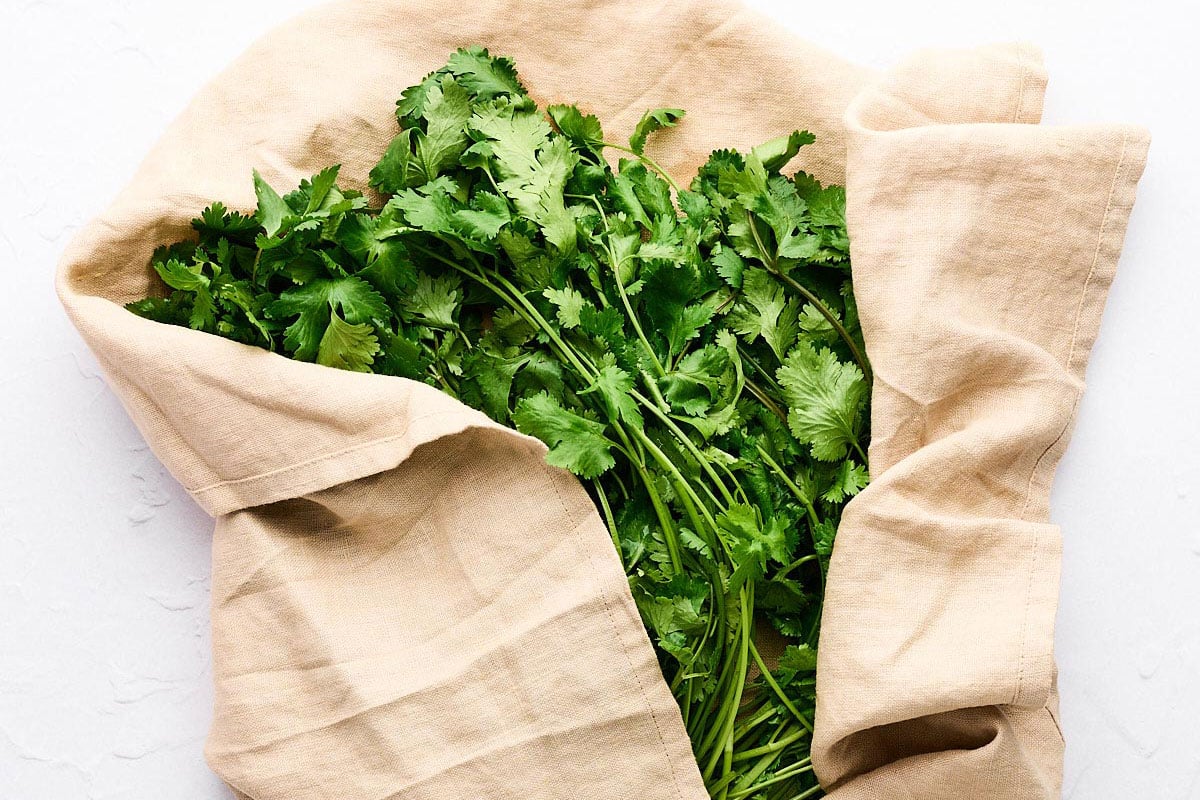 Drying cilantro in a towel.