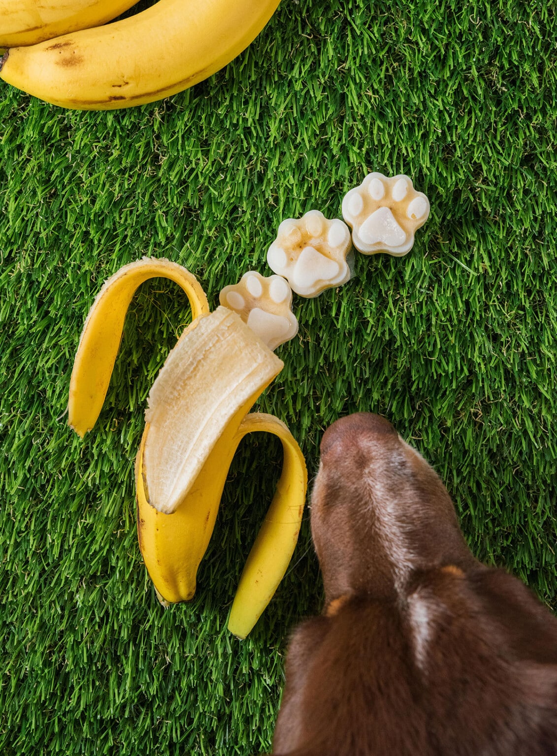 Illustration of Frozen Banana Dog Popsicle