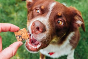 Dog eating blueberry treats.