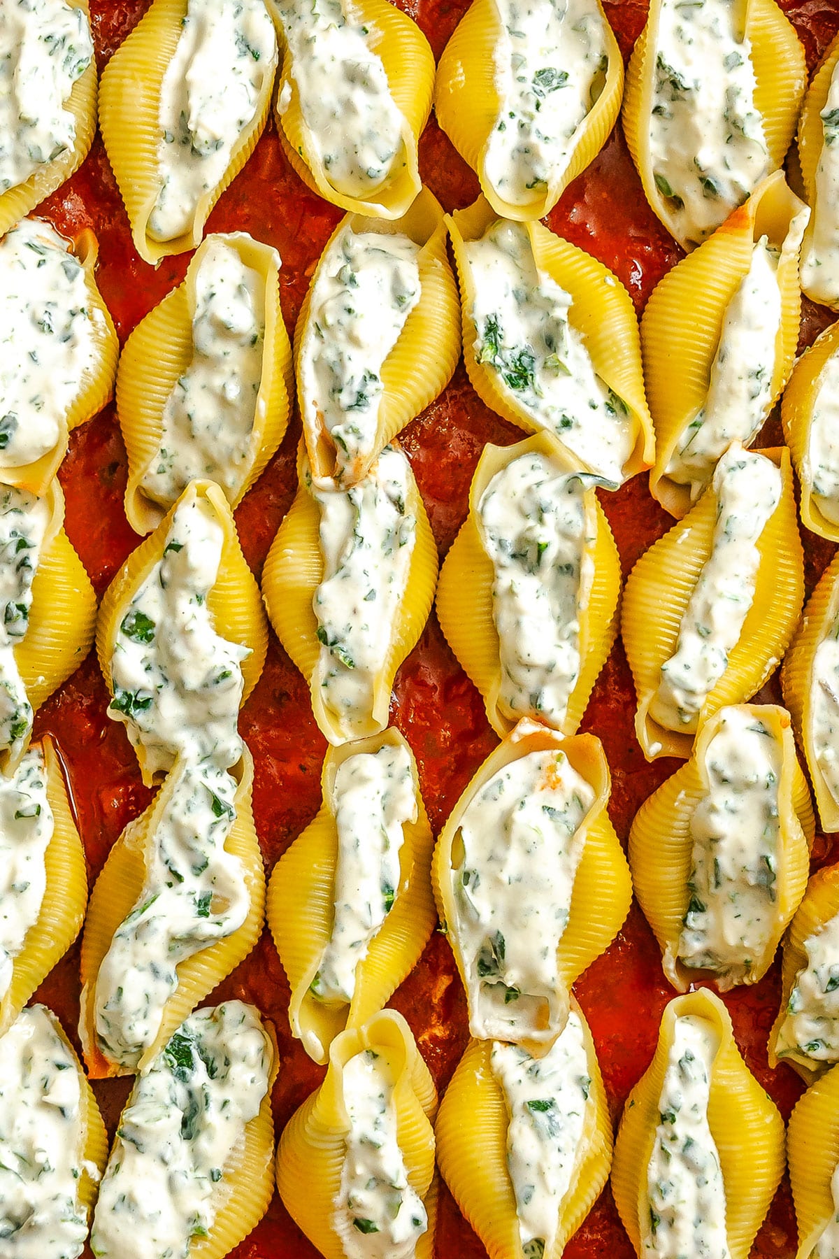 Large pasta shells filled with a whipped cottage cheese and spinach mixture are arranged on top of red tomato sauce in a baking dish.